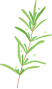 herb-3-1.gif